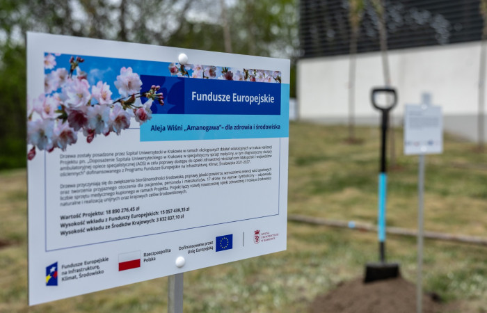 Fundusze Europejskie- siedemnaście wiśni „Amanogawa”